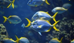 海底世界鱼视频,鱼儿们的奇幻世界