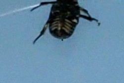 肚子里的虫子视频,揭秘人体寄生虫的奥秘与防治