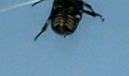 肚子里的虫子视频,揭秘人体寄生虫的奥秘与防治