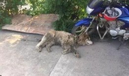 恶狗咬人视频,现场惊险瞬间直击