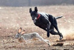 猎犬打猎视频咬兔子,瞬间咬住兔子精彩瞬间回顾