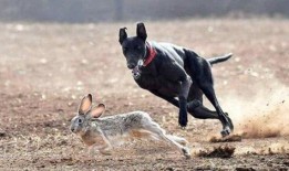 猎犬打猎视频咬兔子,瞬间咬住兔子精彩瞬间回顾