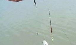 钓小白条视频教程全集,从入门到精通的钓鱼技巧解析