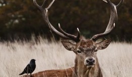 鹿的交配视频,揭秘鹿的交配行为