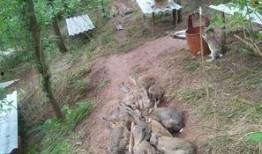 纯种野兔养殖视频