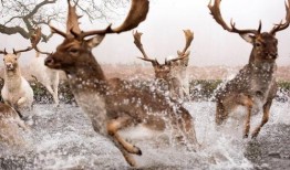 鹿的交配视频,揭秘鹿的交配行为