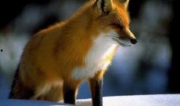 狐狸采精视频播放,揭秘神秘自然现象