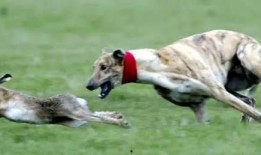 猎犬打猎视频咬兔子,瞬间咬住兔子精彩瞬间回顾