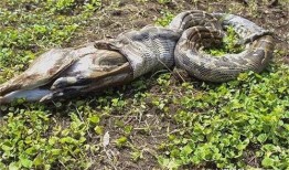 巨蛇吃小孩视频,一场生与死的较量