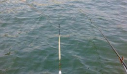 钓小白条视频教程全集,从入门到精通的钓鱼技巧解析