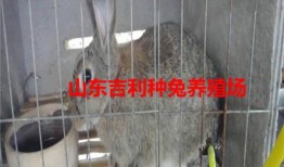 纯种野兔养殖视频