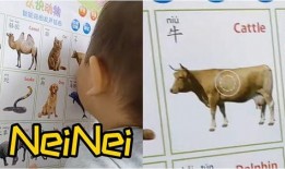 日本吃奶免费视频观看,揭秘日本独特“吃奶”文化现象