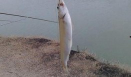 钓小白条视频教程全集,从入门到精通的钓鱼技巧解析