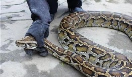 巨蛇吃小孩视频,一场生与死的较量