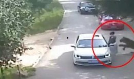 老虎伤人视频曝光,老虎伤人事件视频曝光，现场惊心动魄