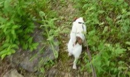 猎犬打猎视频咬兔子,瞬间咬住兔子精彩瞬间回顾