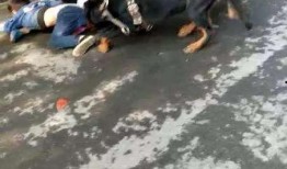 恶狗咬人视频,现场惊险瞬间直击