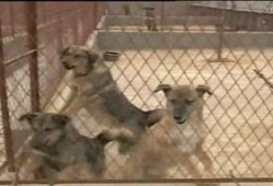 野狗咬人视频,野狗咬人事件全程回顾