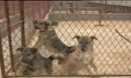 野狗咬人视频,野狗咬人事件全程回顾