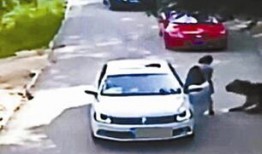 老虎伤人视频曝光,老虎伤人事件视频曝光，现场惊心动魄